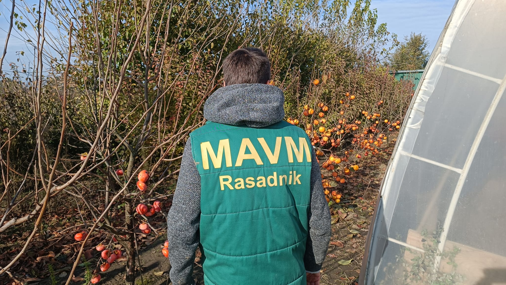 Rasadnik MAVM | Kac