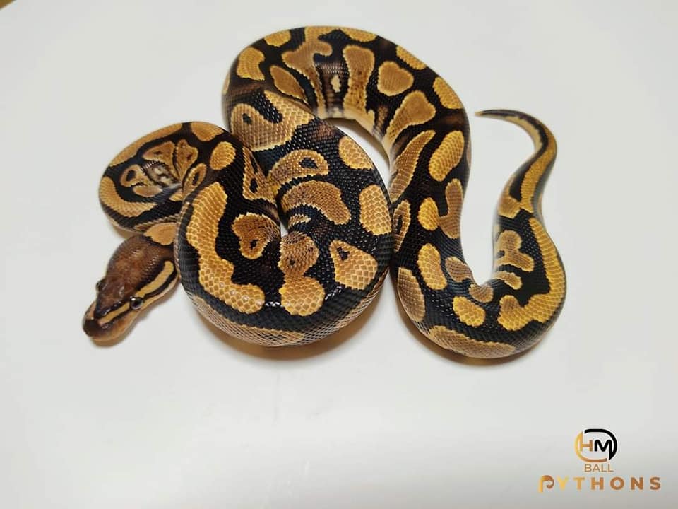 HM Ball Pythons-Királypiton