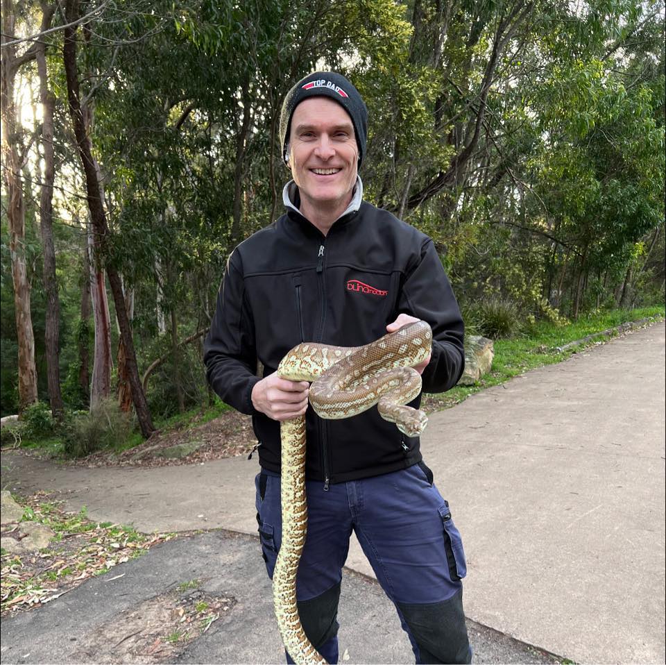 Australian Snake Identification | ID please i have 3 near my back door ...