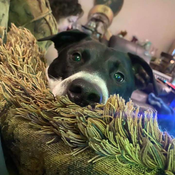 Missing dog last seen near Foristell Taco Loco yesterday. | Facebook