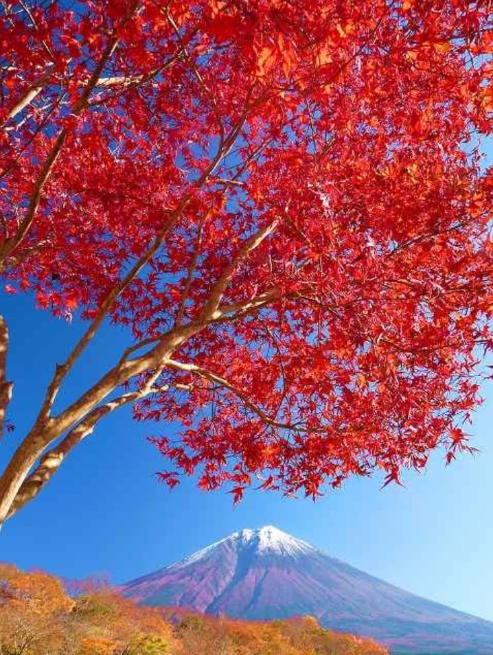 富士山🗻といろは紅葉の木 Mt.Fuji and Japanese maple trees