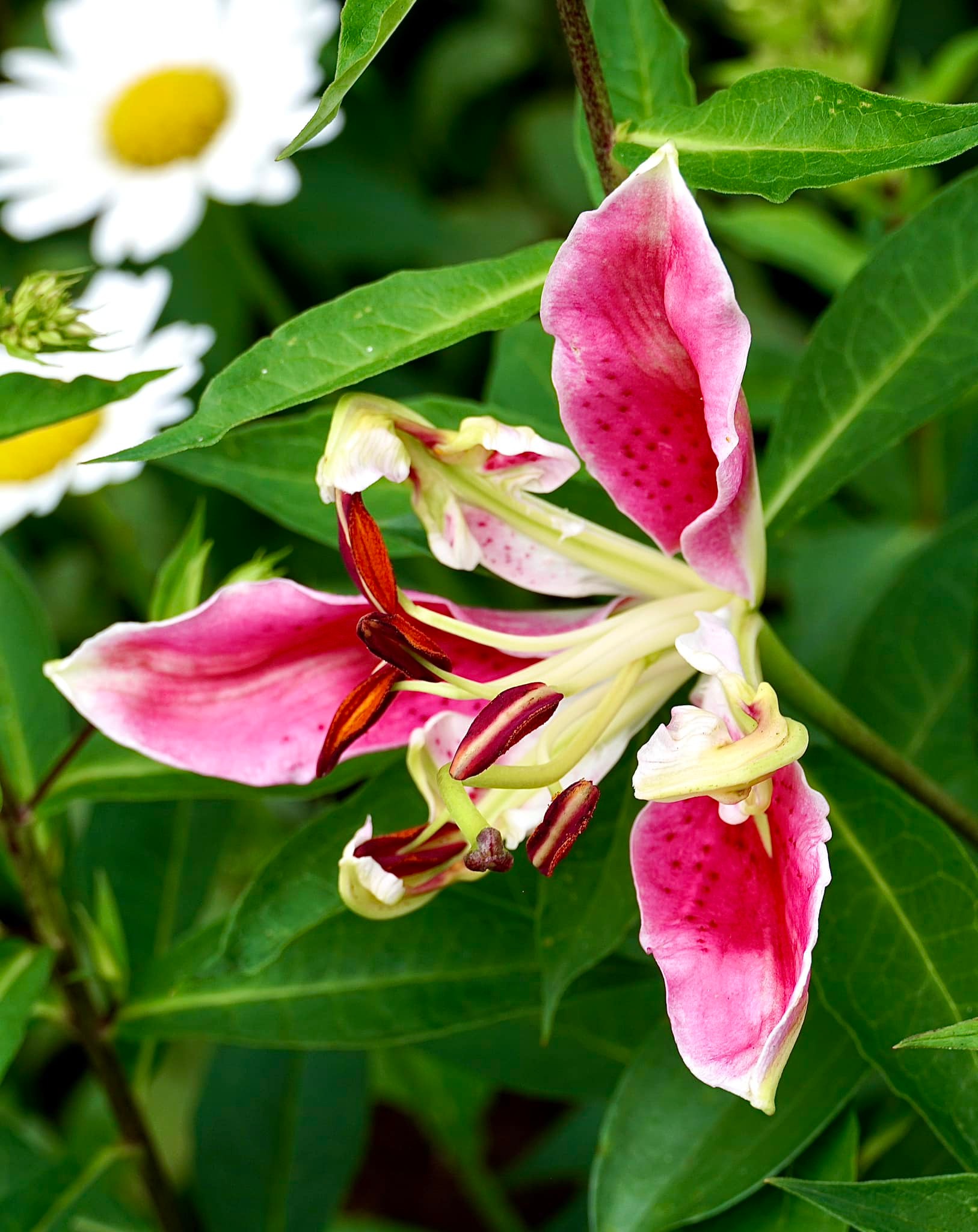 An unusual Lily, don't remember it's name.