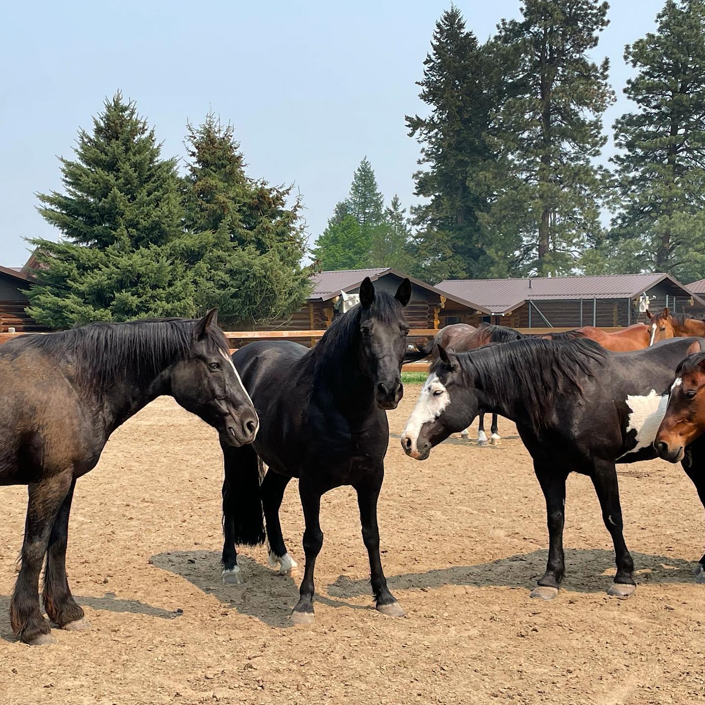 Meet “Crow” our newest... - Three Bars Cattle and Guest Ranch | Facebook
