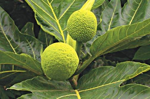 Professional - Breadfruit boost for schools (Source: Jamaica Observer ...