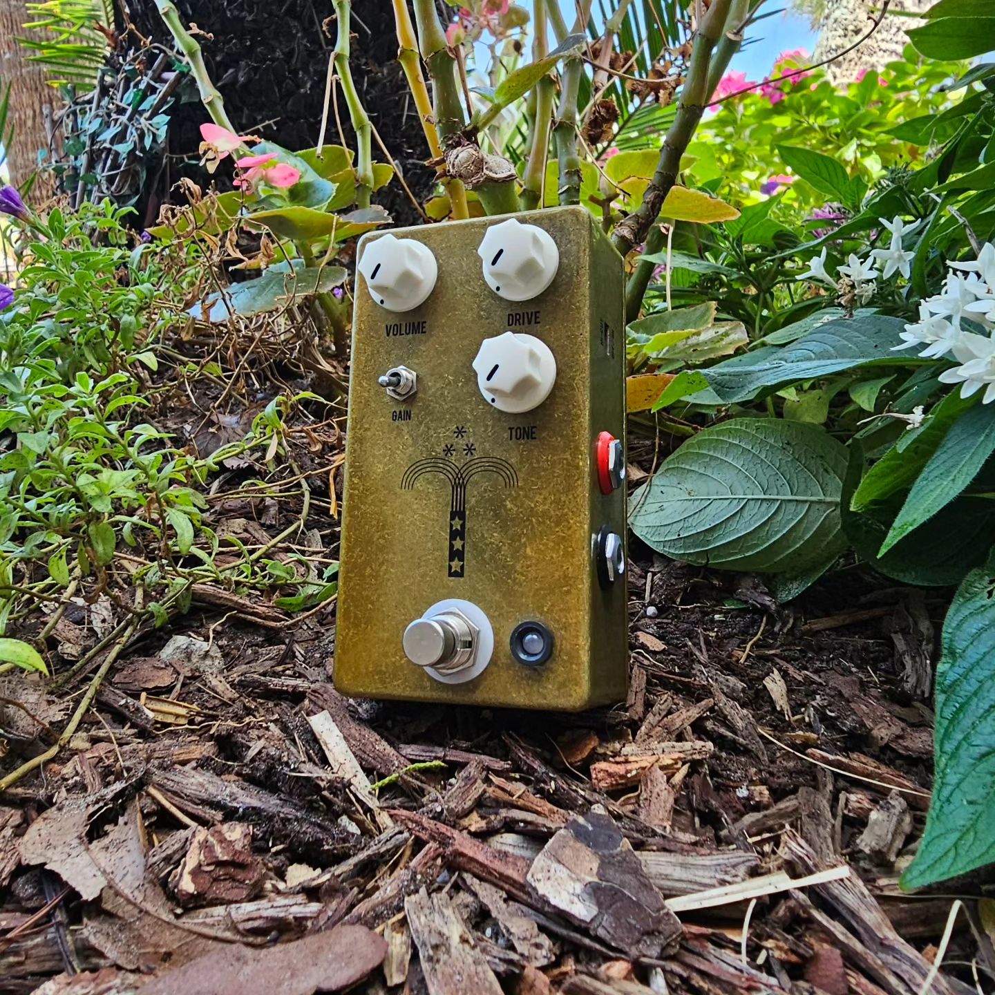 👉Best Morning Glory Clone !! And cheap ! 🎸🤘