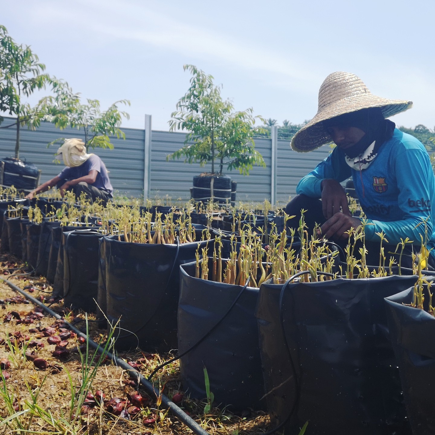 DAT Plantation Enterprise | Pasir Panjang