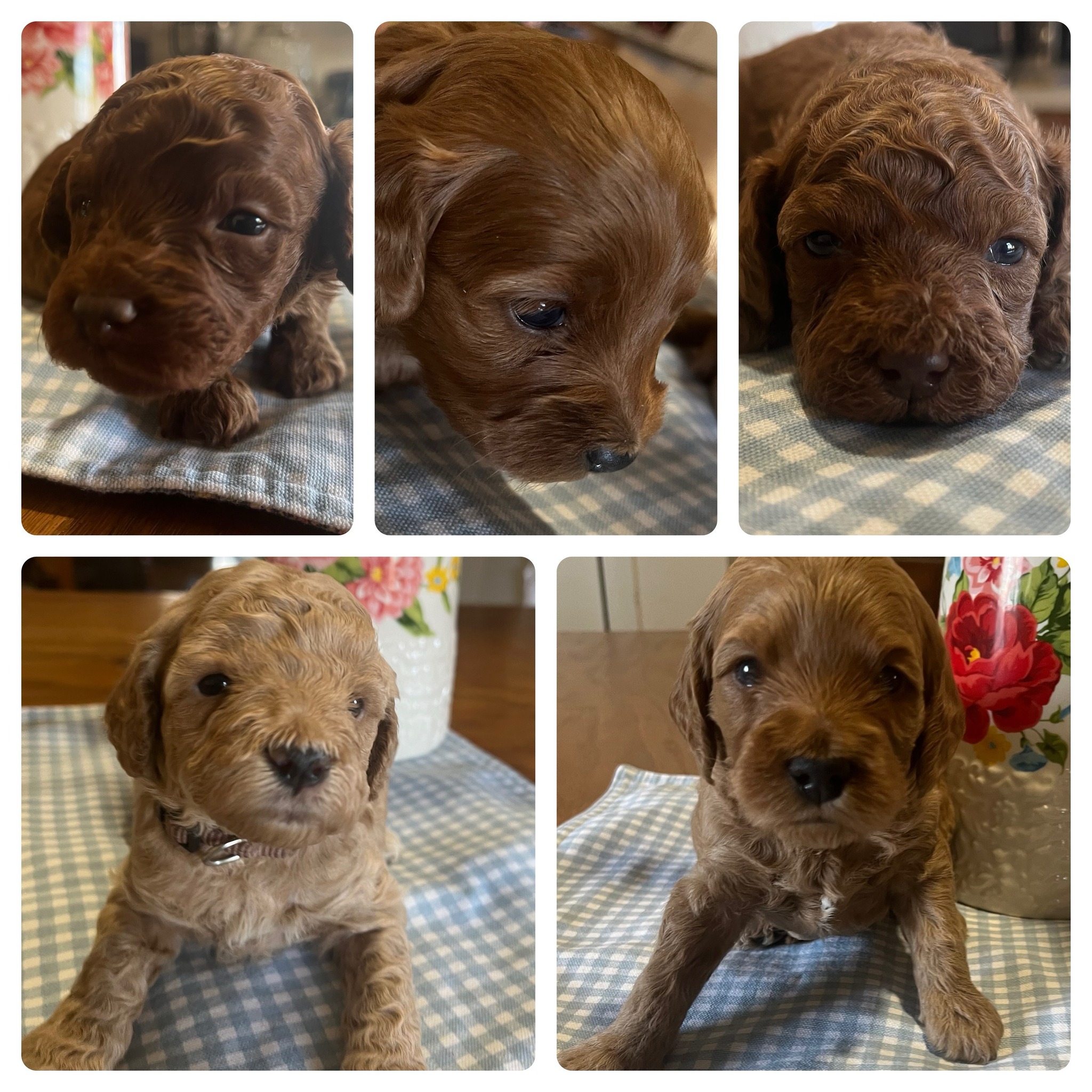 5 Beautiful boys left ready... - Shepherdsfold's Cockapoos | Facebook
