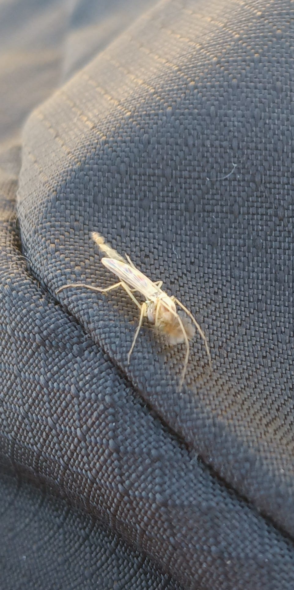 What is this insect species in Morgan Hill, California?