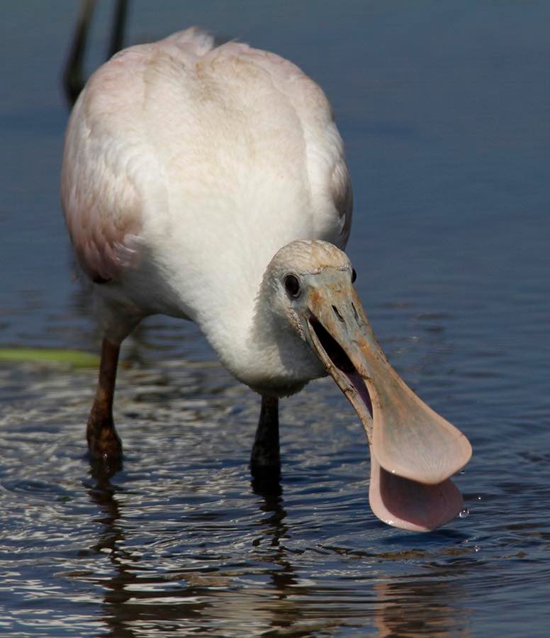 🦩🦩🦩 Three spoonbills are here! 🤩... - Chesapeake Mermaid