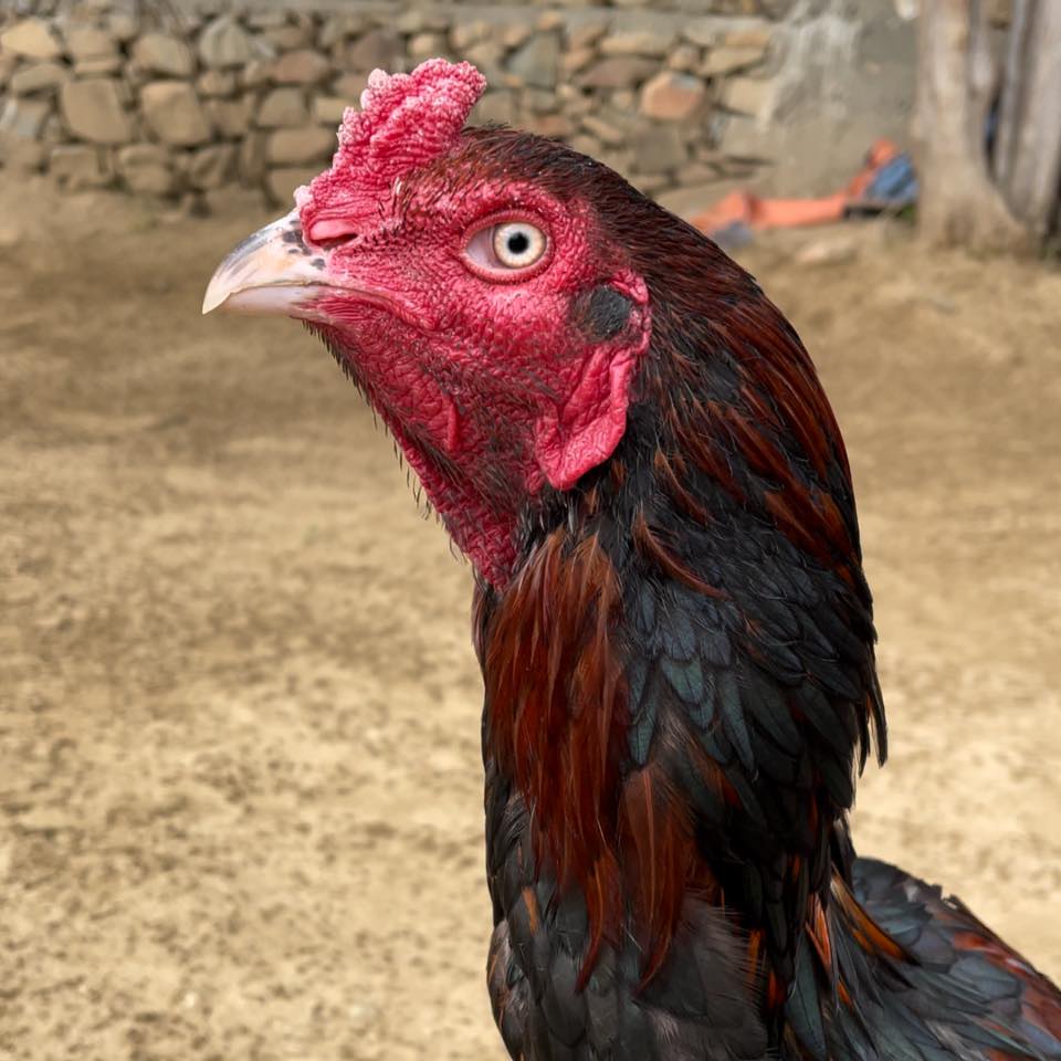 King Laka Top Quality Aseel😘🐓#rooster #ayam #chicken #birds #Galo ...