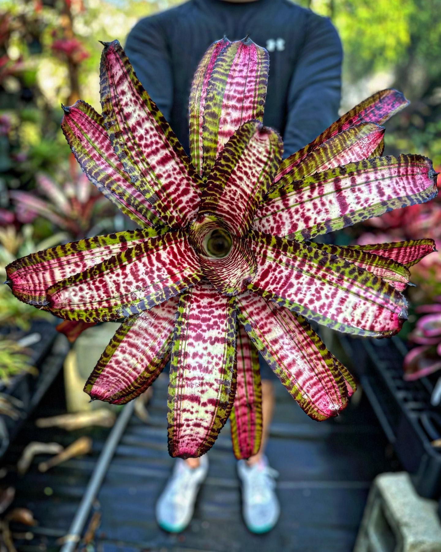 Neoregelia “Strike Force” by Skotak