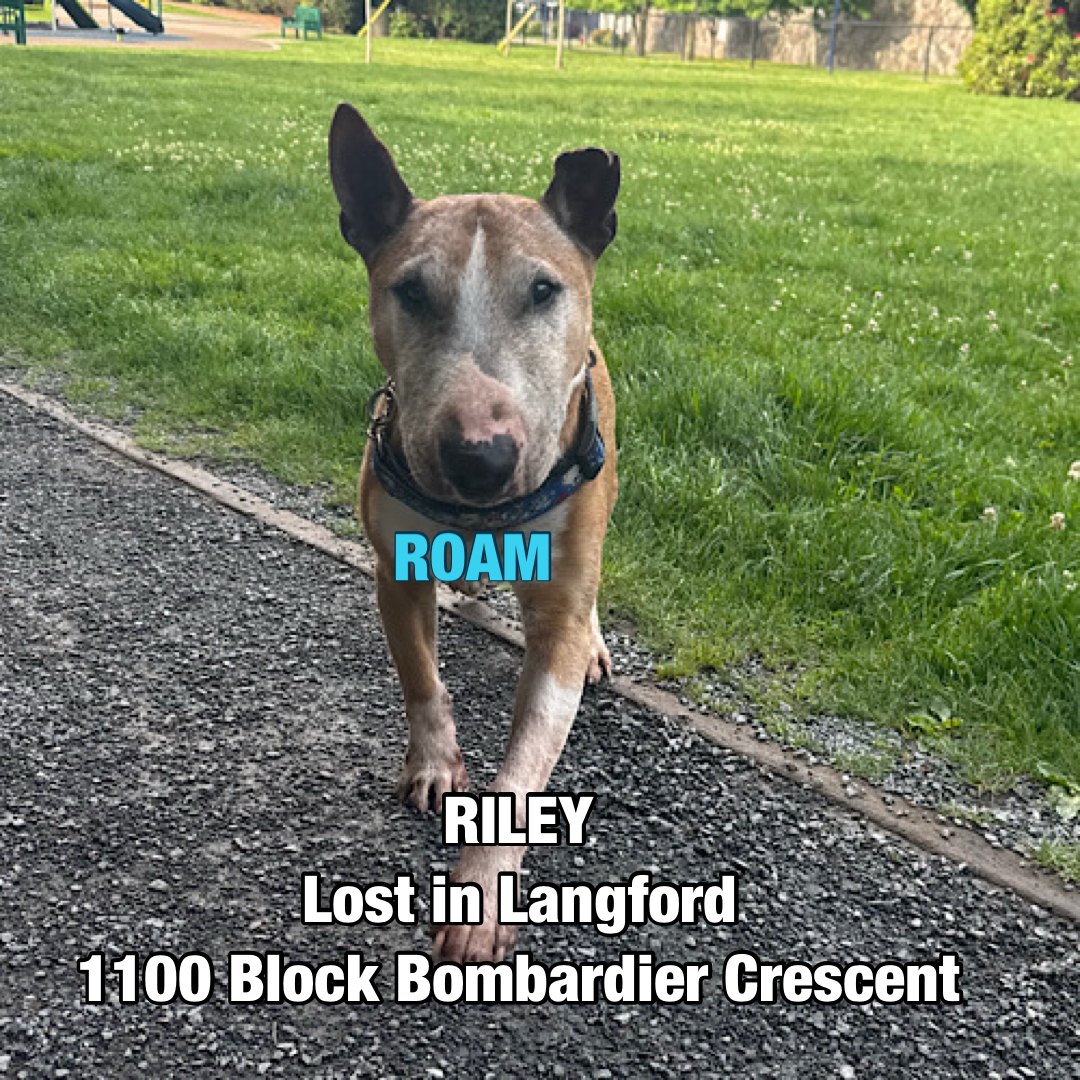 ️ ️SAFE AT... - ROAM - Reuniting Owners with Animals Missing | Facebook