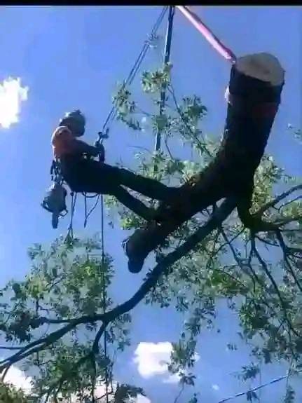 LMS tree felling services.