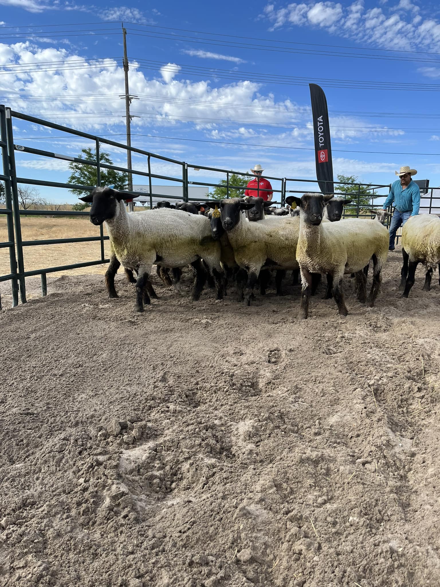 The sheep... - Idaho's Oldest Rodeo - The War Bonnet Round Up