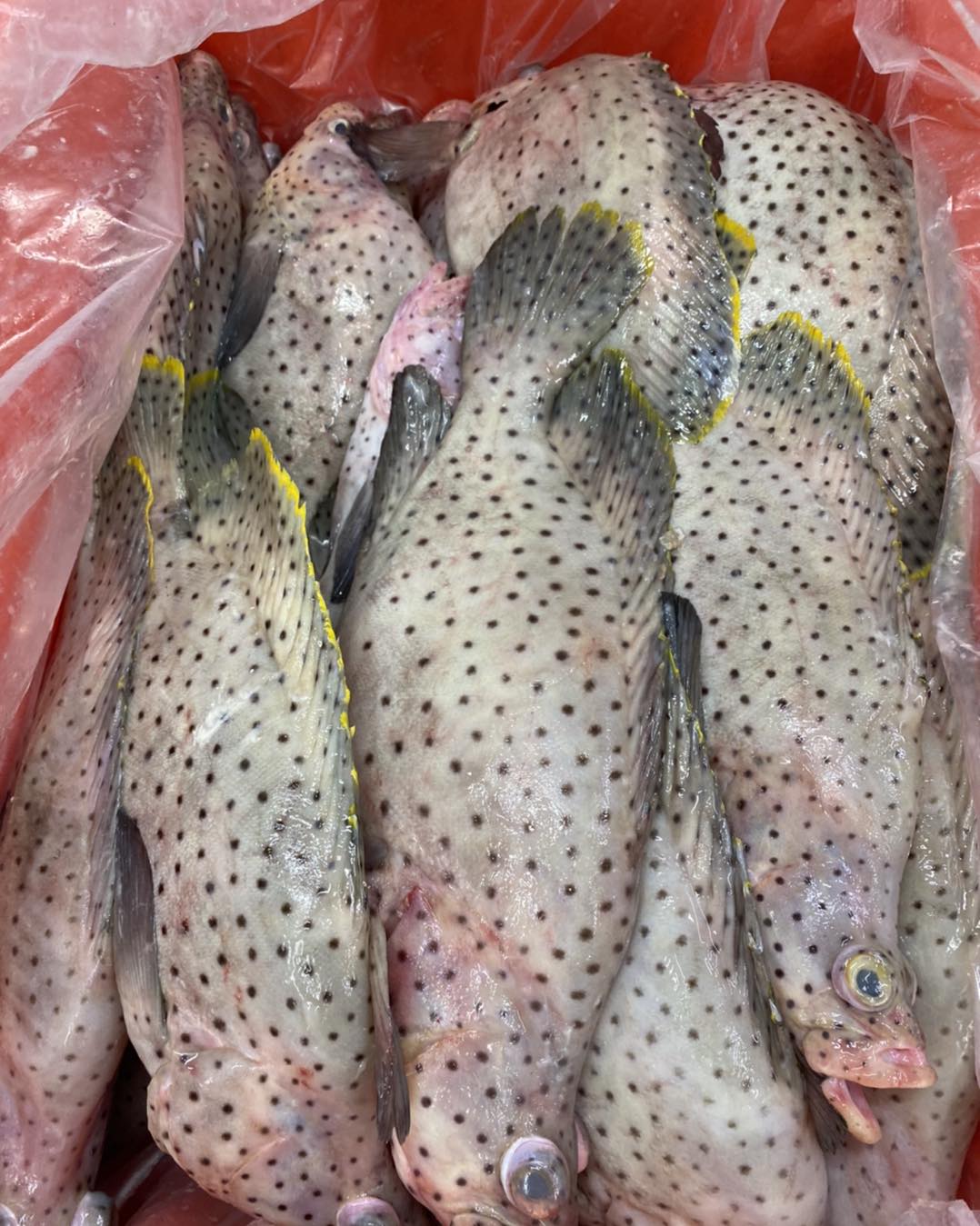 Fresh WA barramundi cod... - Atlantic Seafood Market | Facebook