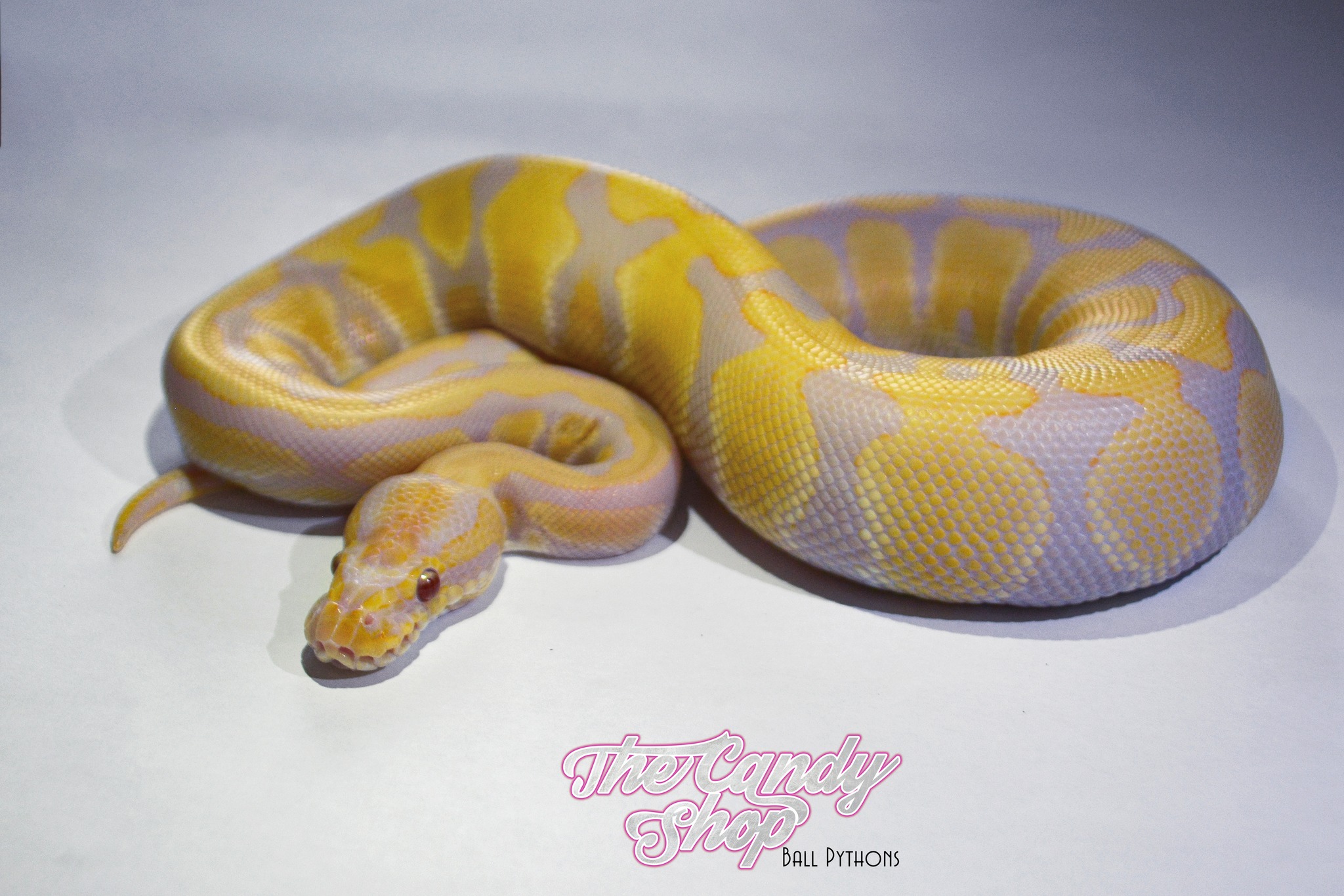 Python Royal France / Ball Python / Python regius - 