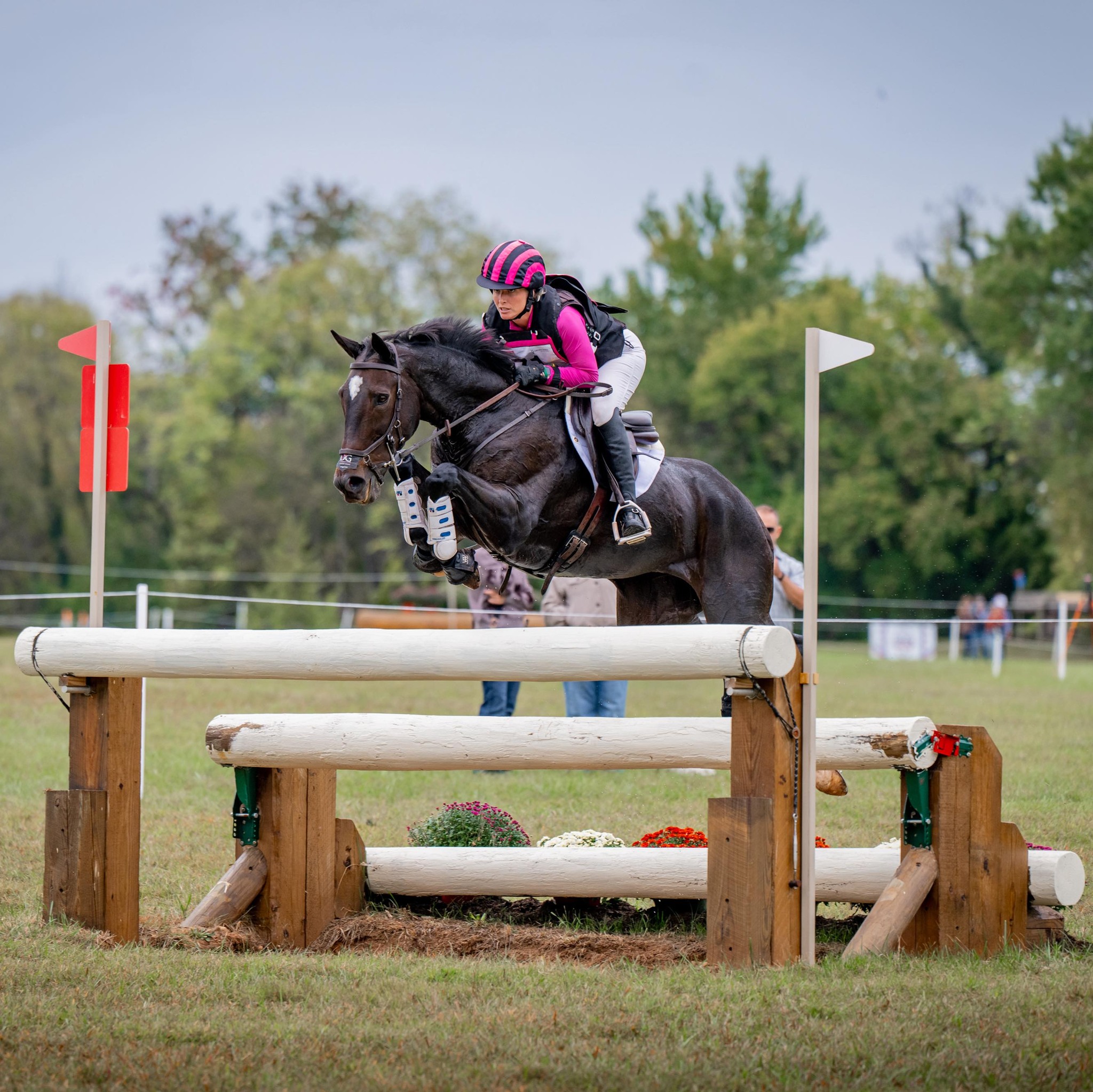 Black Fox Farm Sporthorses