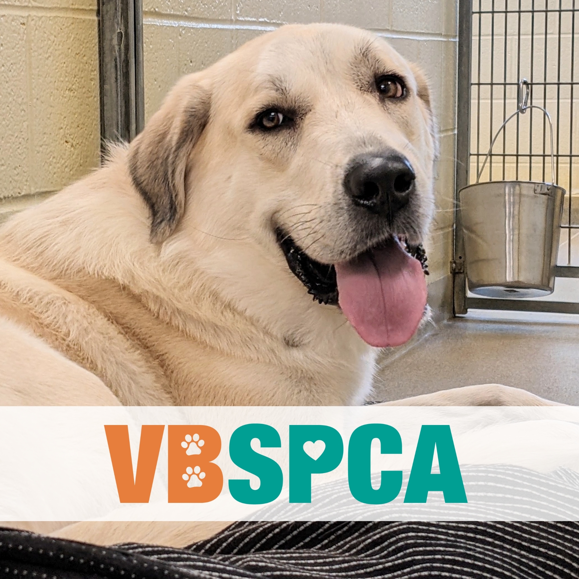 Virginia Beach SPCA | Virginia Beach VA