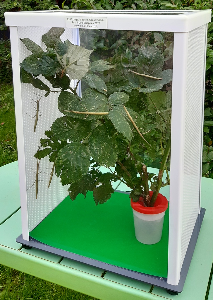 Our ELC stick insect cage is perfect... - Small Life Supplies | Facebook