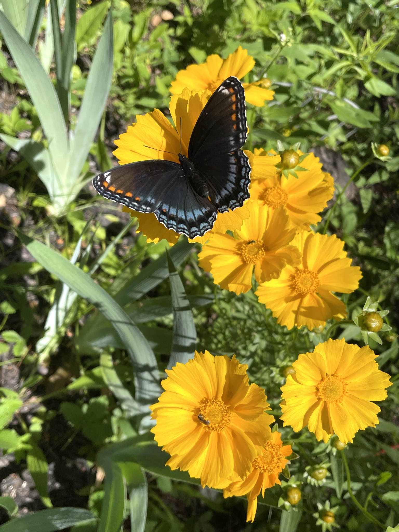 eBird community discussion group | My name is Mark and I'm new to this ...