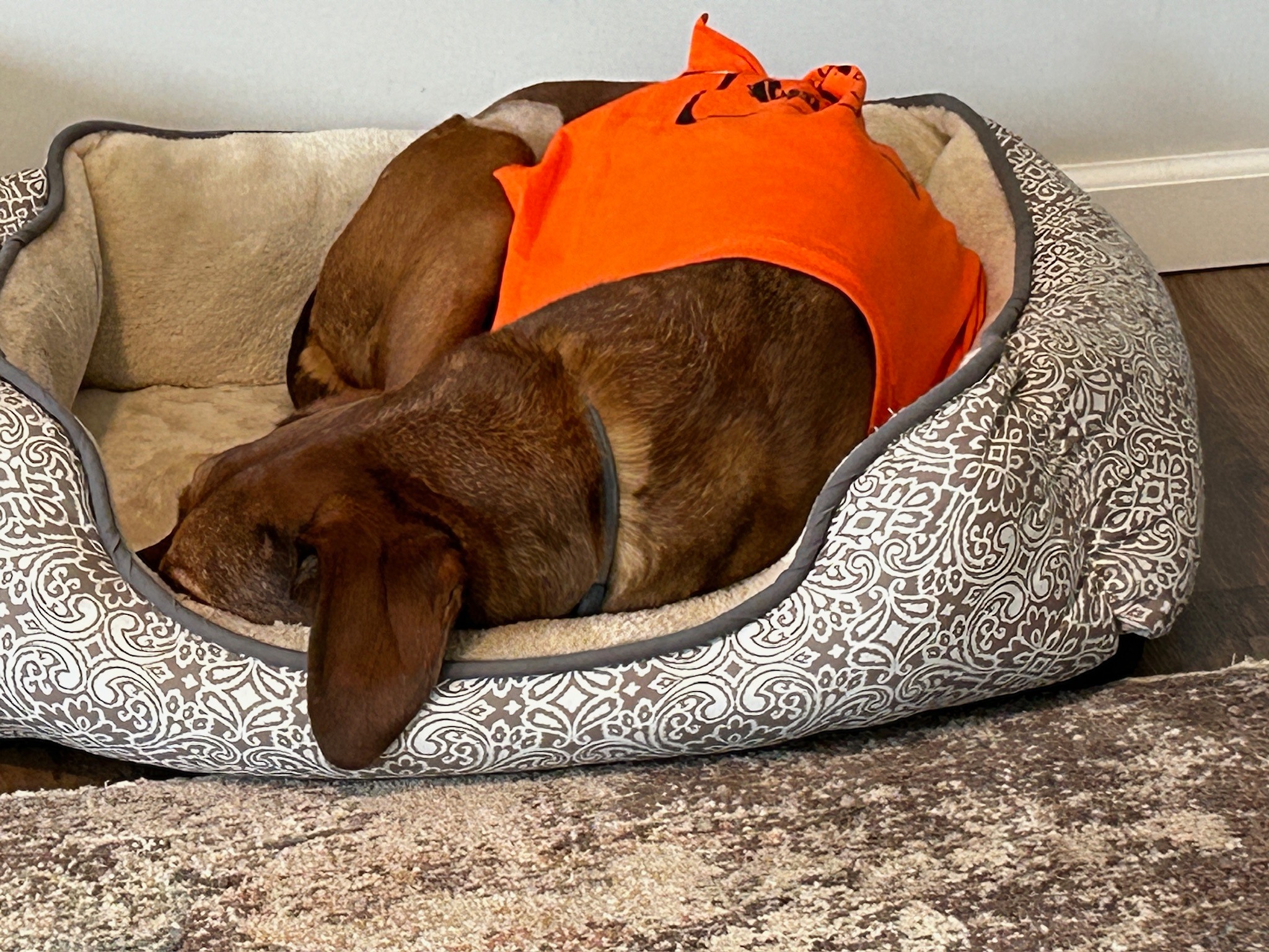 Mars and Roxy, Rhodesian Ridgeback Rescues