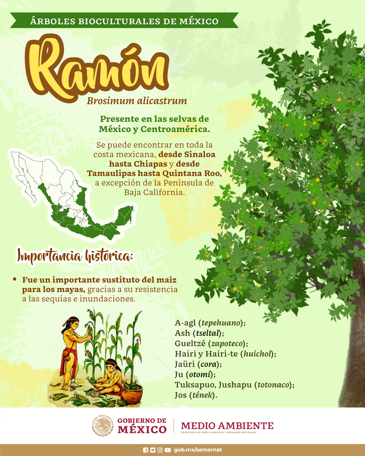 SEMARNAT - #SabíasQue El árbol #Ramón fue un importante... | Facebook