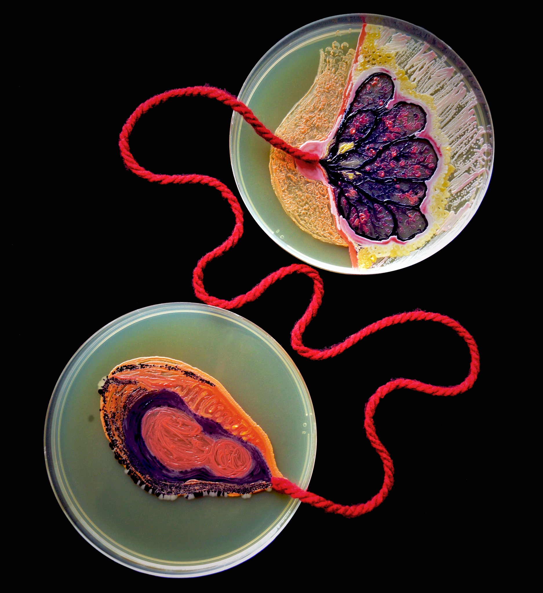 Bacterial - Sometimes Life imitates Art. Maria made this award winning ...