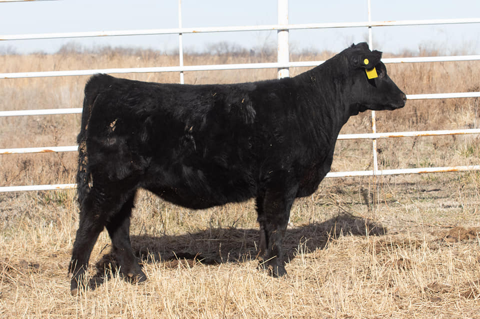 Advantage Angus Ranch | Washington KS