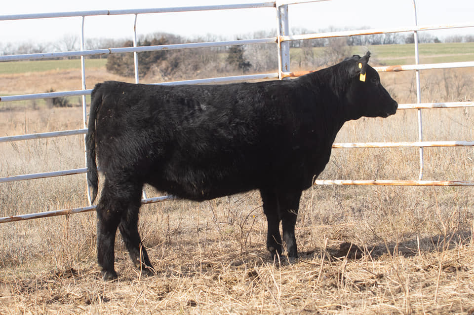 Advantage Angus Ranch | Washington KS