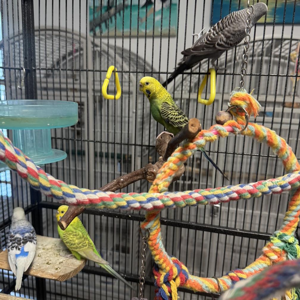 Curated visual reference: Picture Idea: Palm Beach Parrot Bird Rescue Sanctuary Of South Florida Added