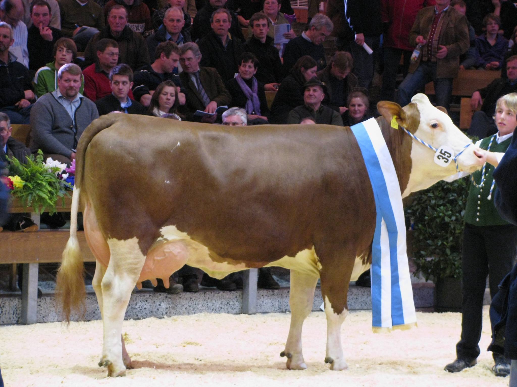 Trad... - Traditional Simmental Fleckvieh Society of Australia