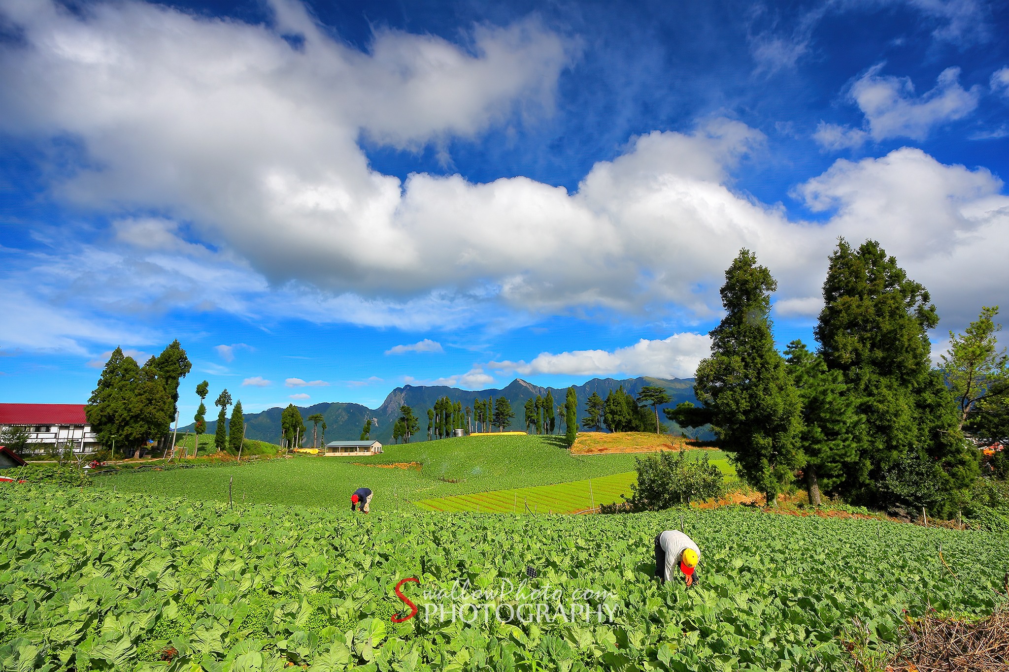 阿生の攝影&影像-SwallowPhoto - 福壽山的種植的高麗菜,也是高山高麗菜的產區. #Taiwan #台湾 #台中 #梨山 #福壽山 ...