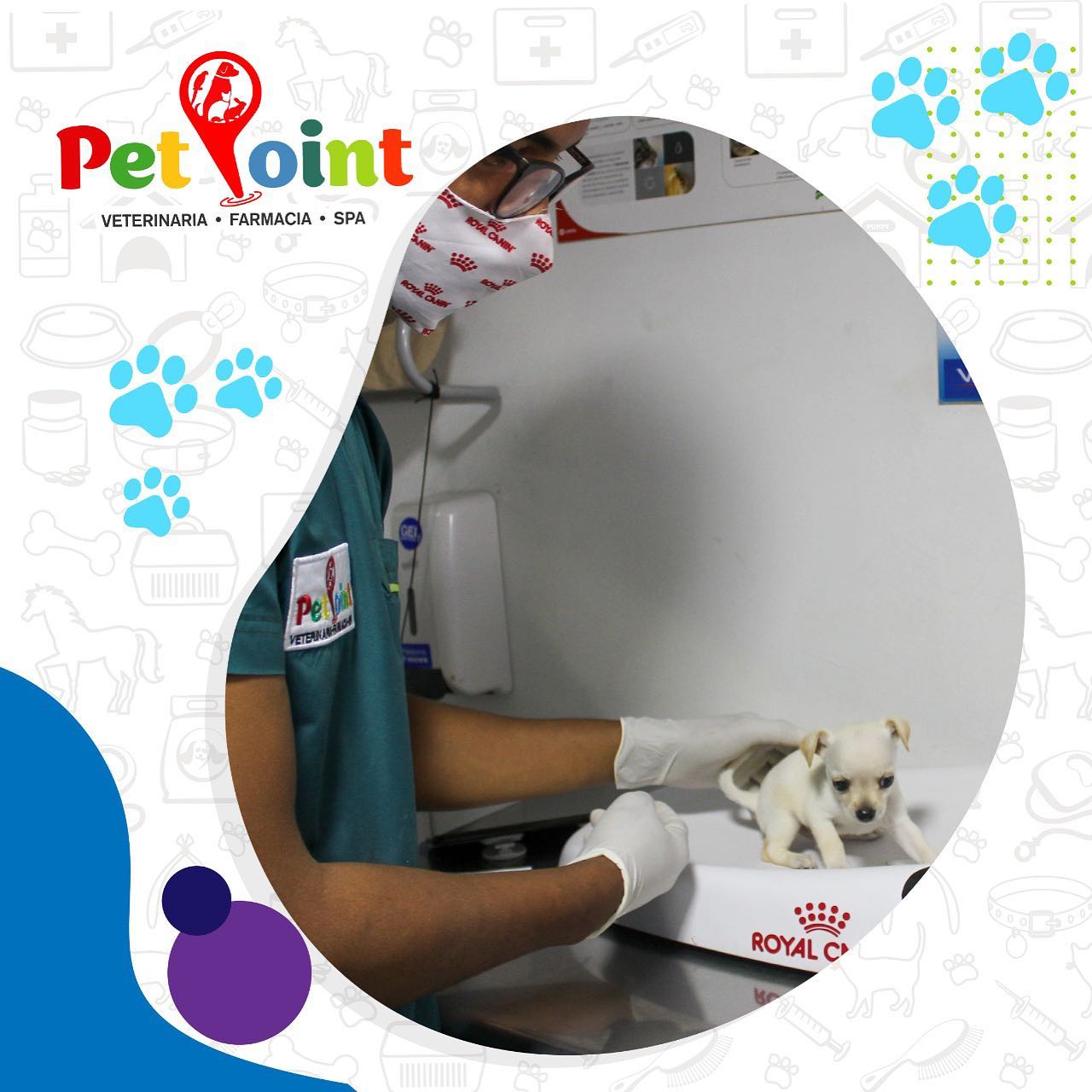 Te presentamos los mini consentido... - Veterinaria PetPoint