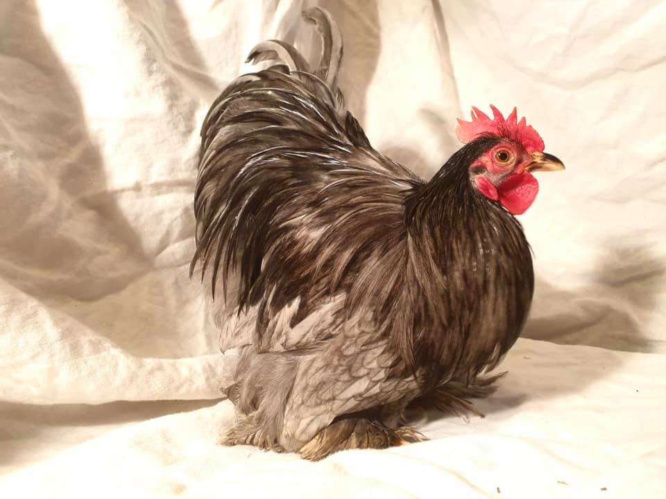 Springwell poultry