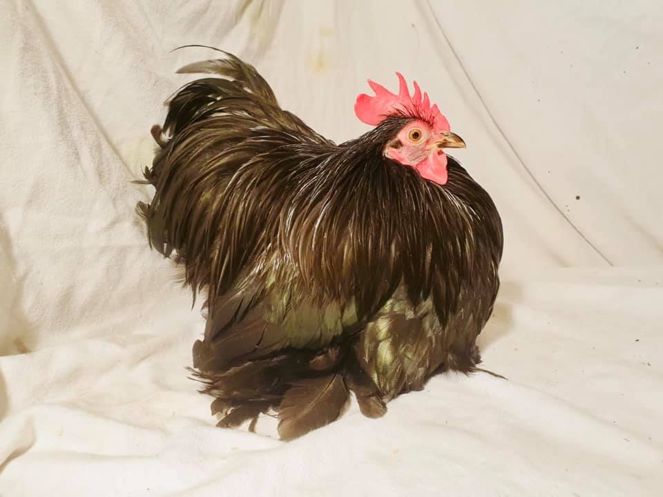 Springwell poultry
