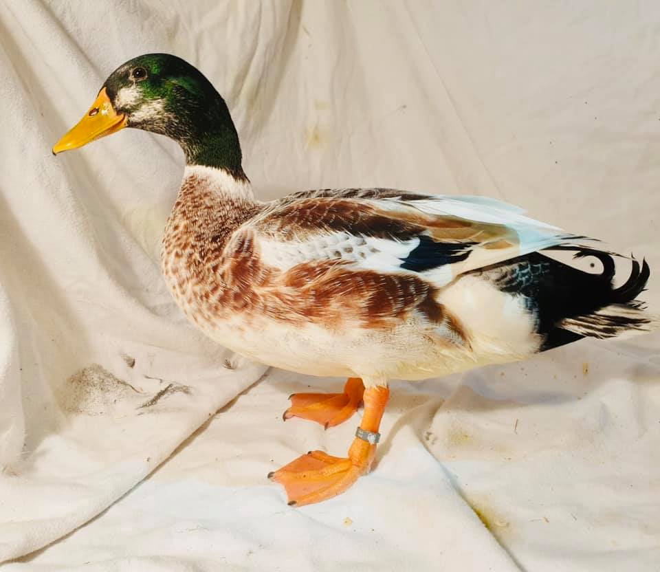 Springwell poultry