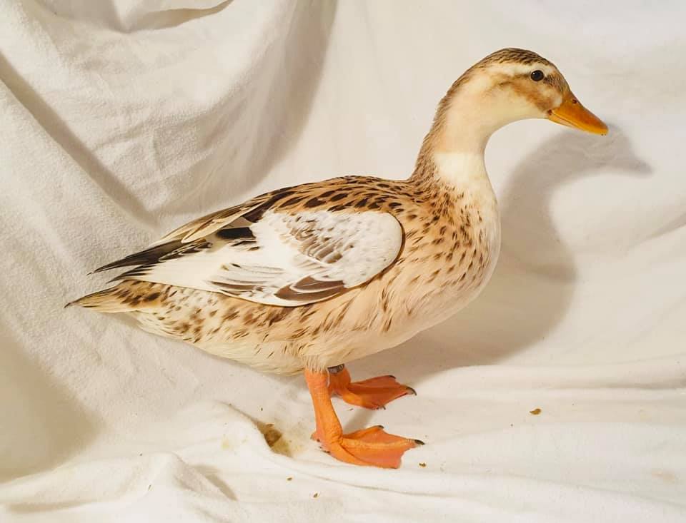 Springwell poultry