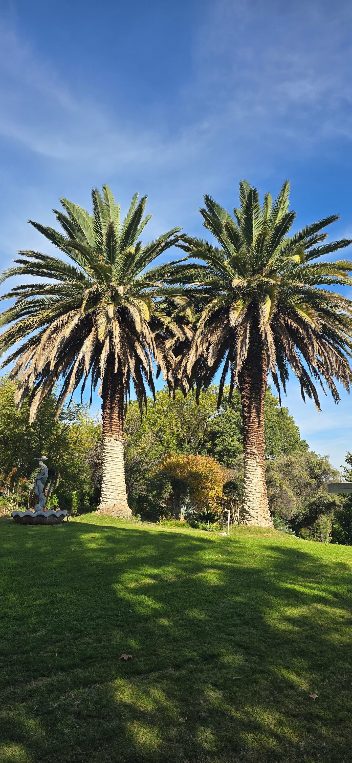 Top Cut Tree Felling & Landscaping | Kuruman