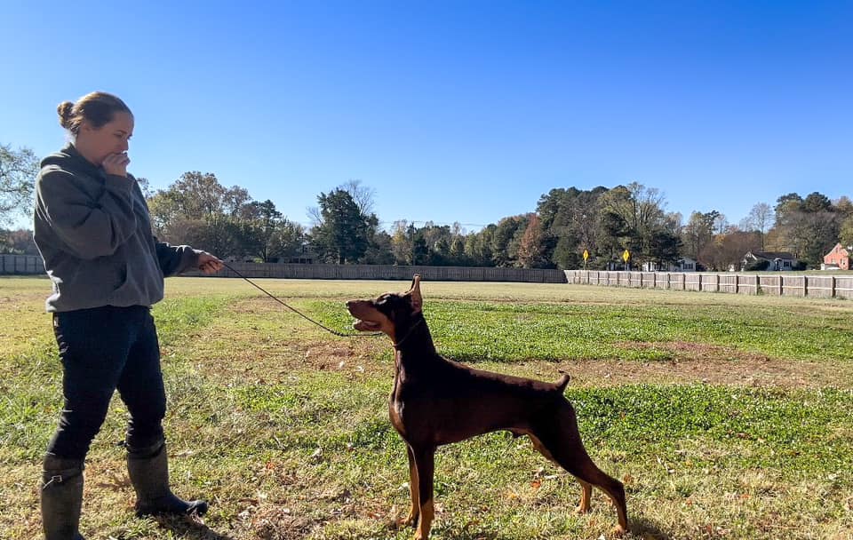Valor Dobermans - Free stack practice for our upcoming...