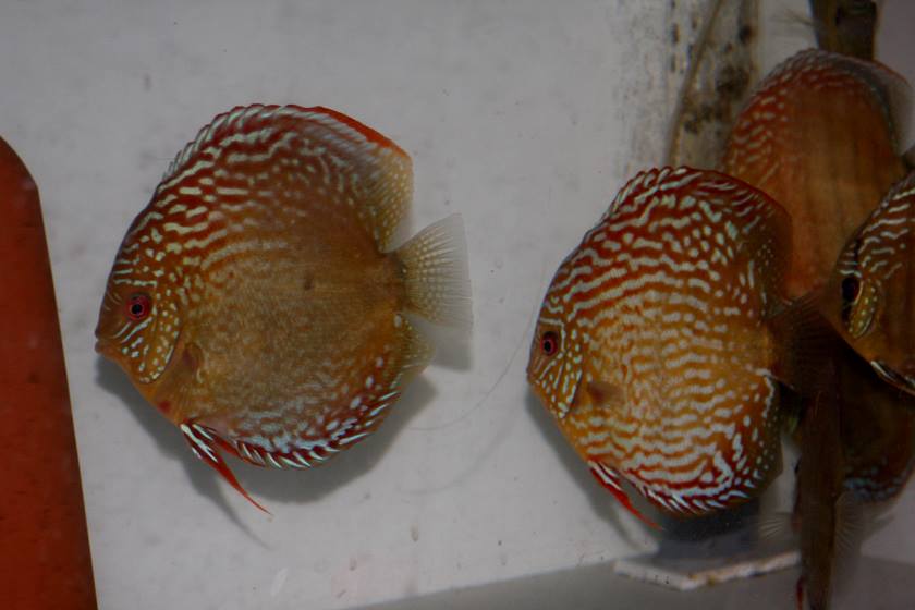 Discus breeders in Japan