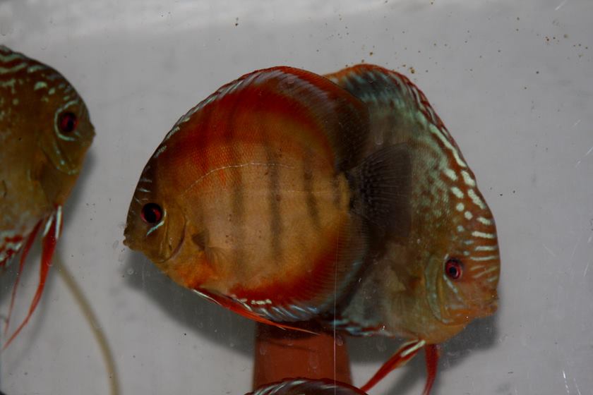 Discus breeders in Japan