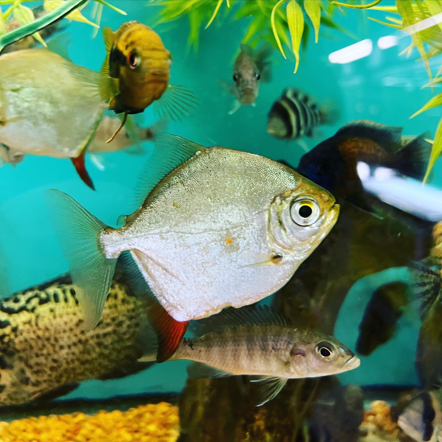 buy red hook silver dollar fish Myloplus rubripinnis - Tropical Freshwater