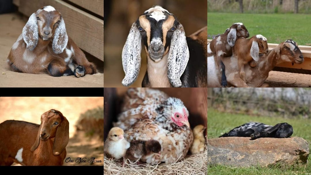 One Nine Acres Mini Nubians & Nigerian Dwarf goats