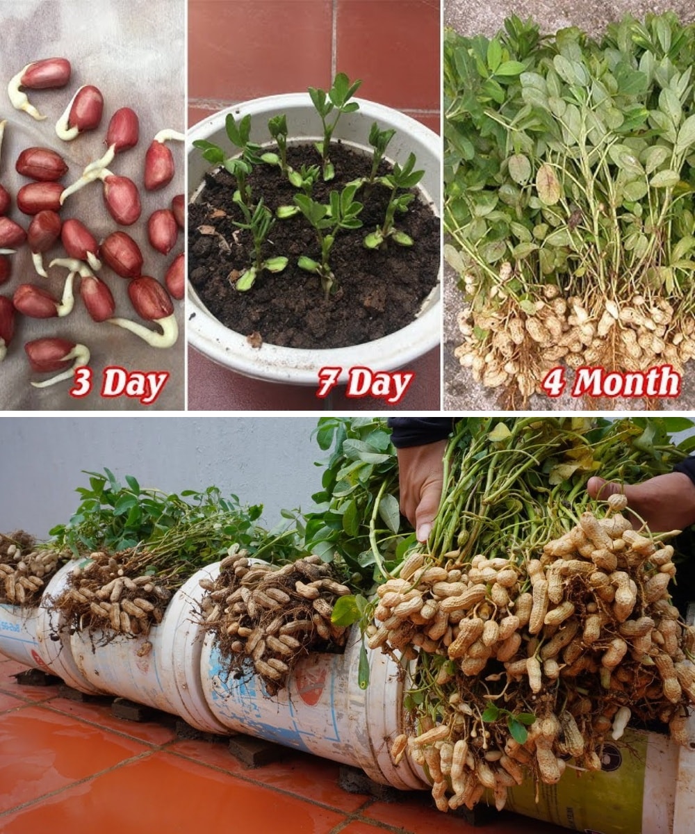 GreenThumb - 🥜 Harvest Happiness: Grow Your Own Peanuts at Home 🌱☀️ 1️⃣ ...