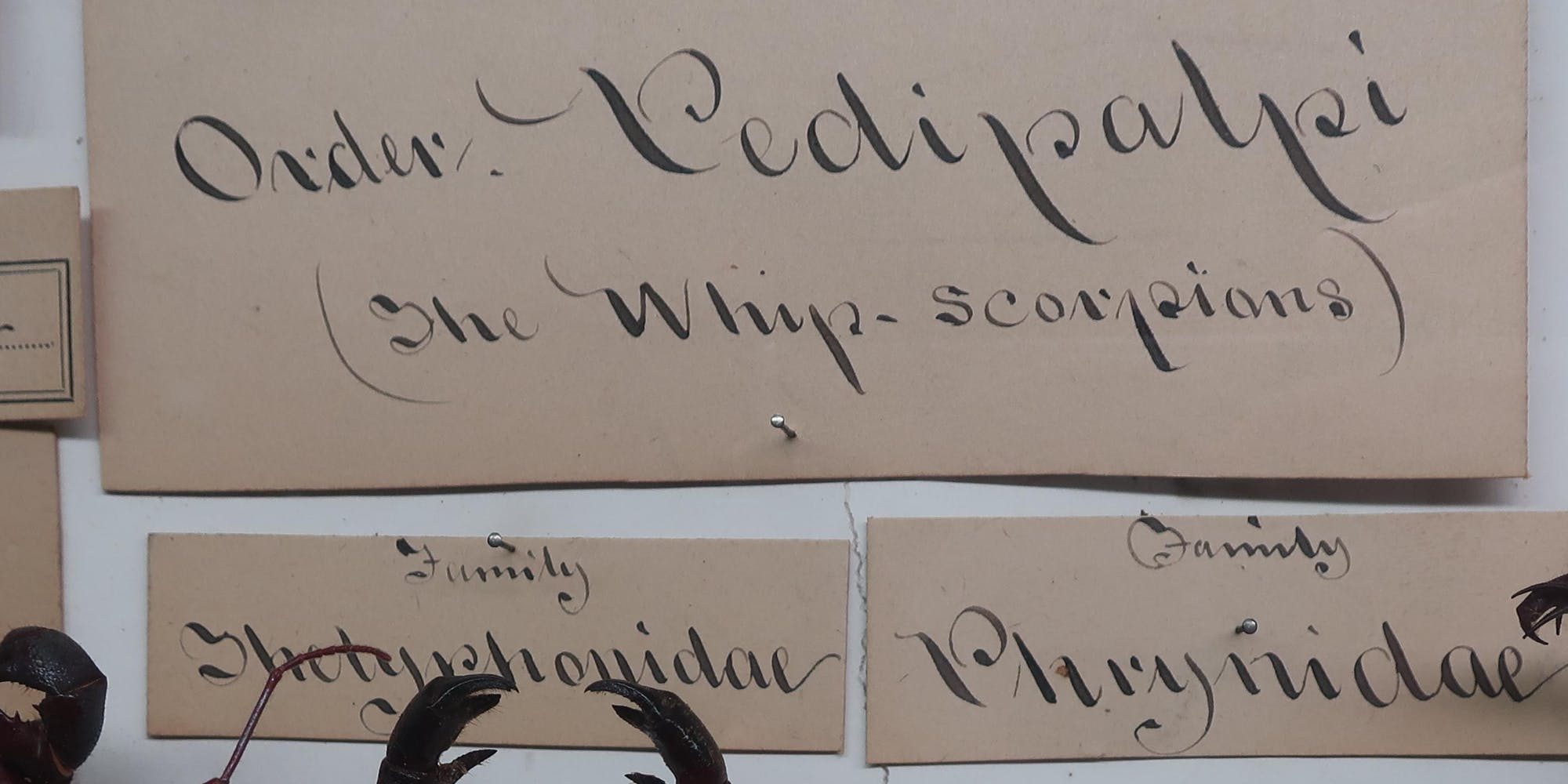 Type Specimens: Creation of a Font Inspired by Hand-Lettering at the Wagner