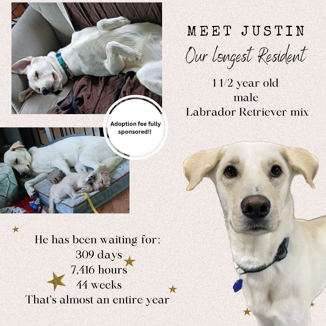 Pawsitively - This is Justin. He is our current longest resident at the ...