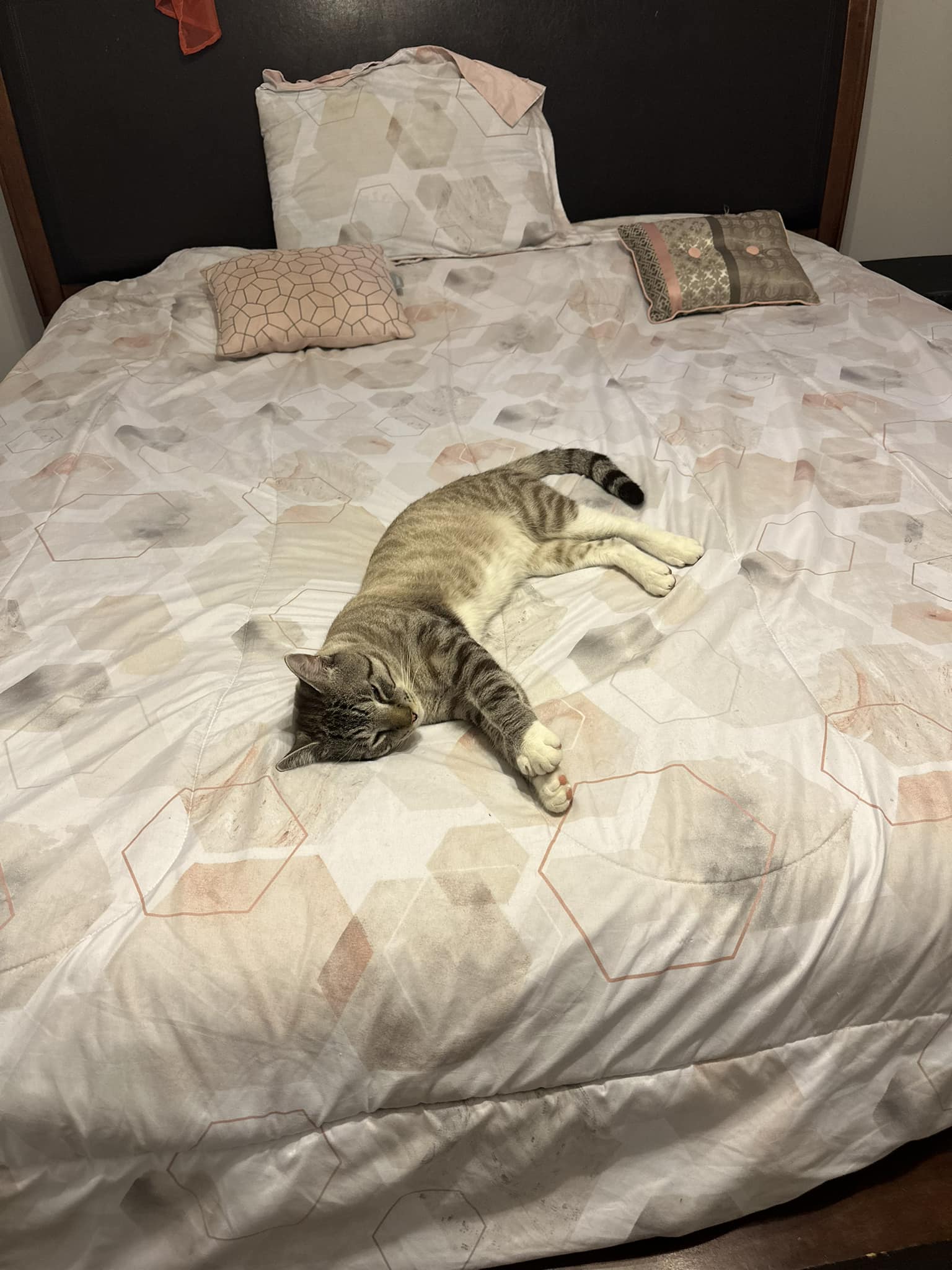 How to find a lost cat in Cypress, Texas?