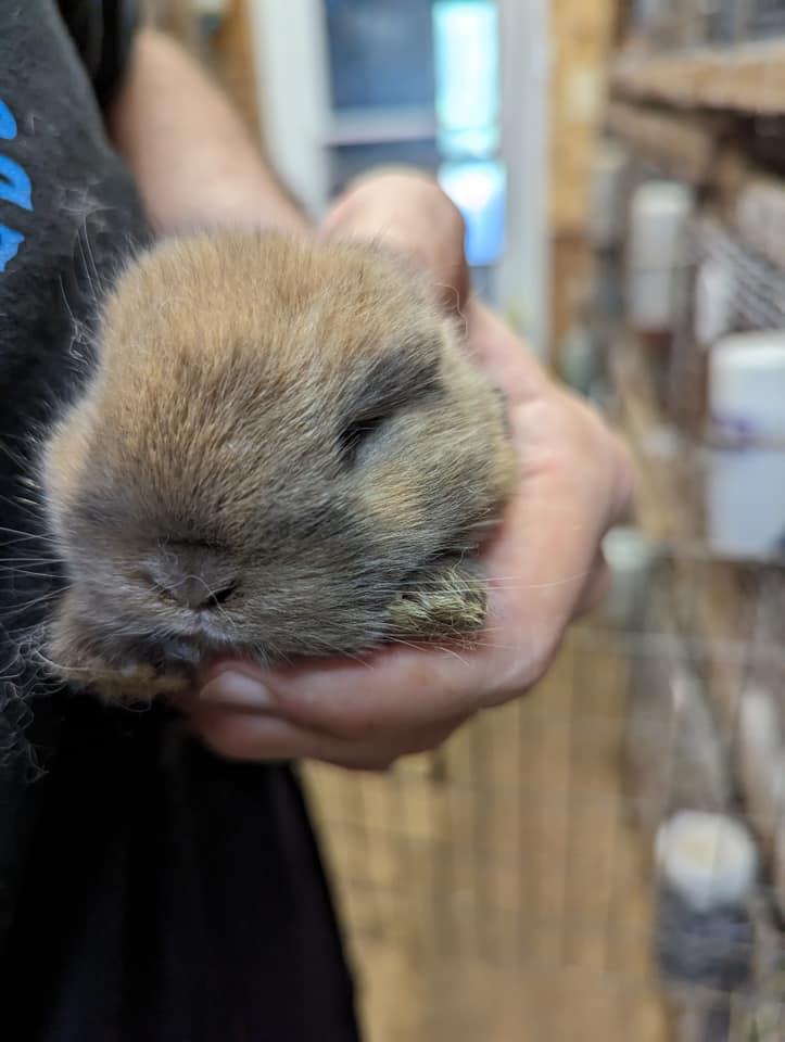 Keppy's Rabbits | Albion PA