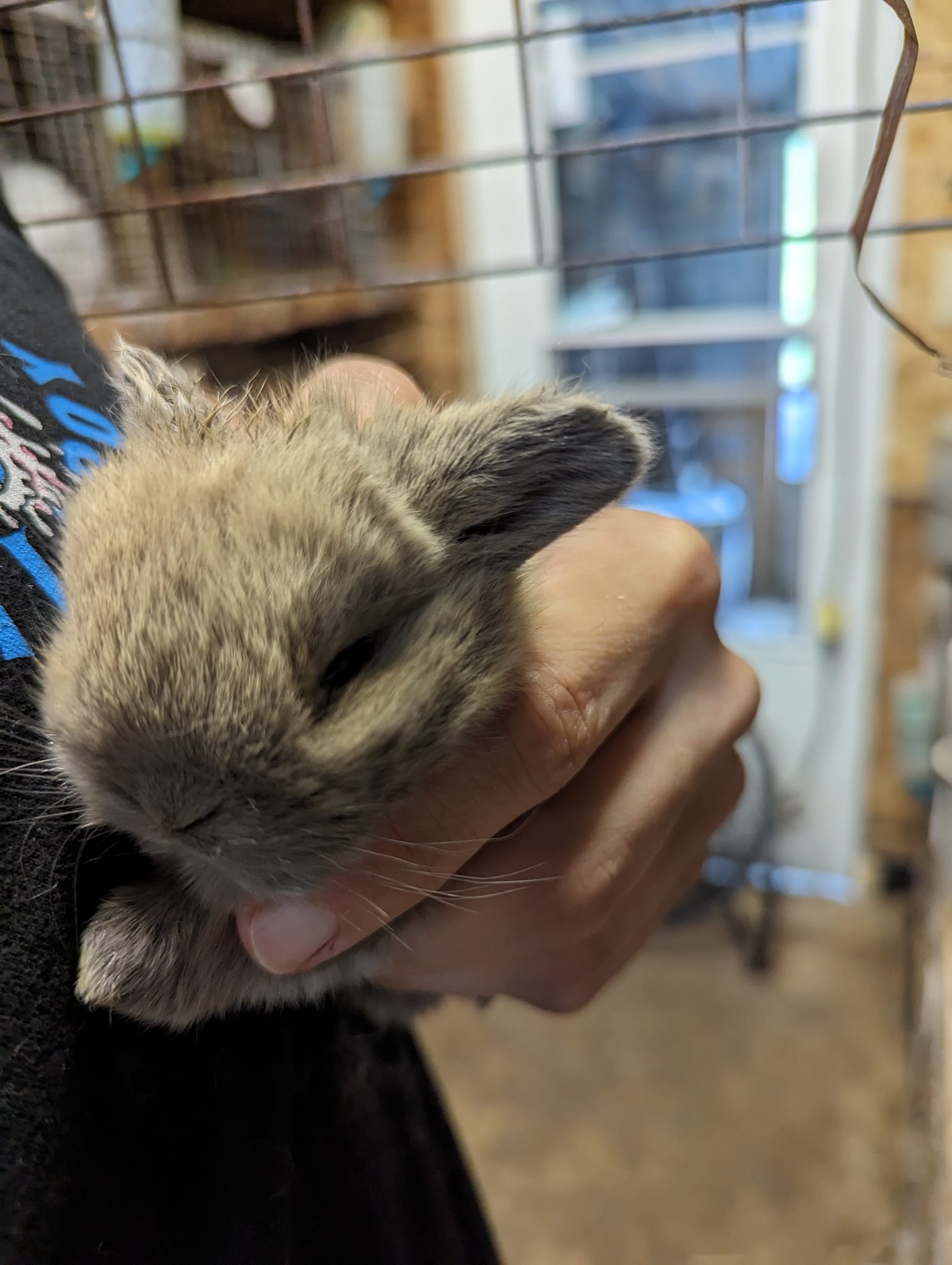 Keppy's Rabbits | Albion PA