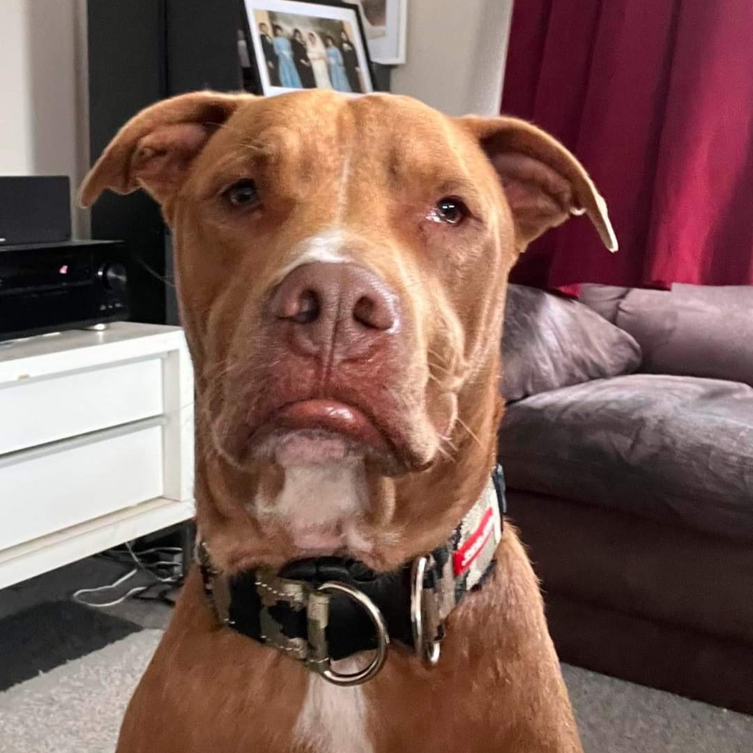 MISSING, STOLEN, FOUND DOGS NEW ZEALAND - Helping to Reunite | Our boy ...